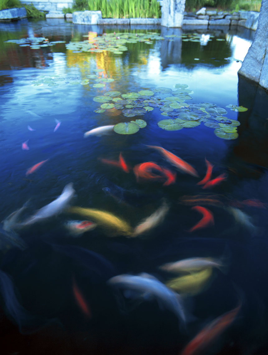 NANTUCKET_KOI.jpg