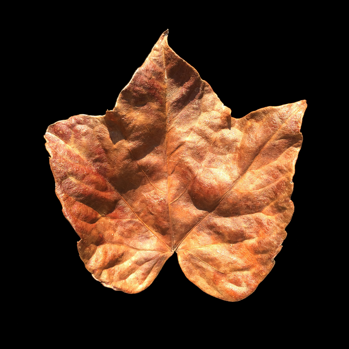 brown_Leaf.www.1